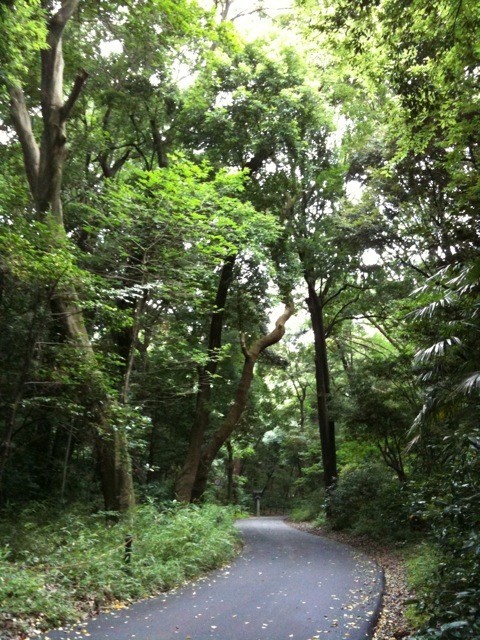 神宮内森の小路