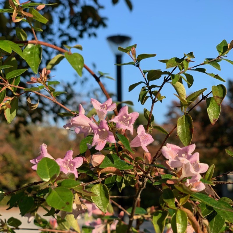 f:id:taguchifamily:20191110150242j:plain