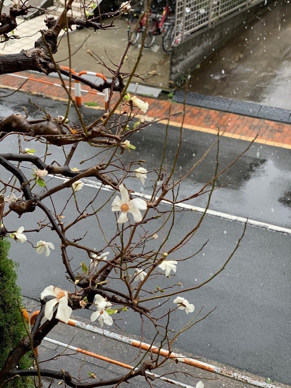 f:id:taguchifamily:20200315103324j:plain