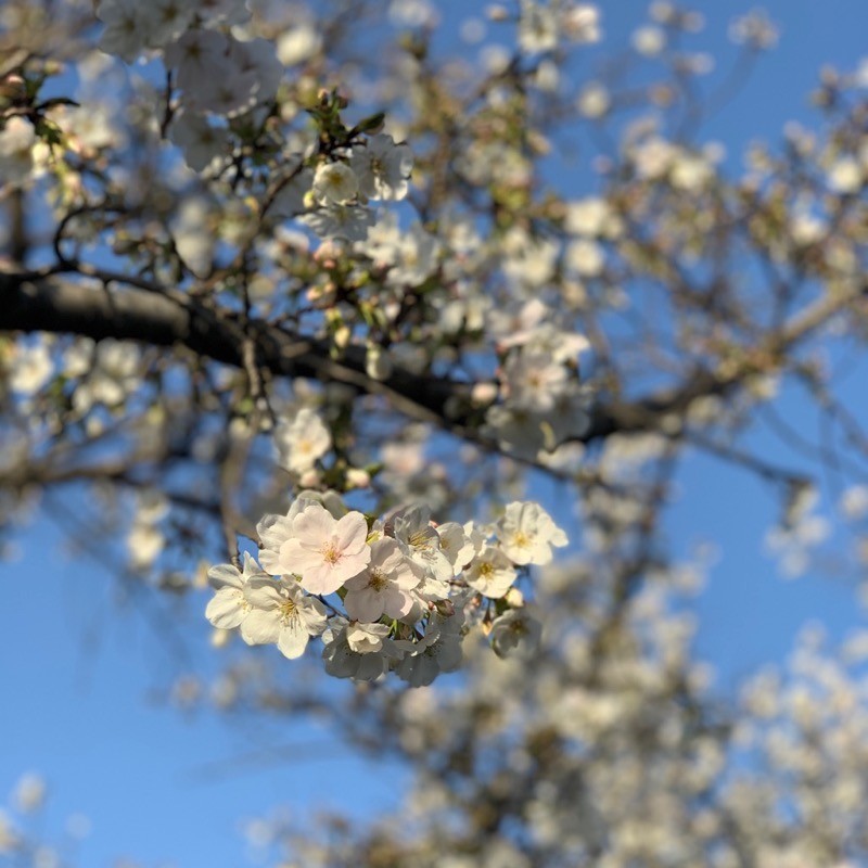 f:id:taguchifamily:20200321163900j:plain