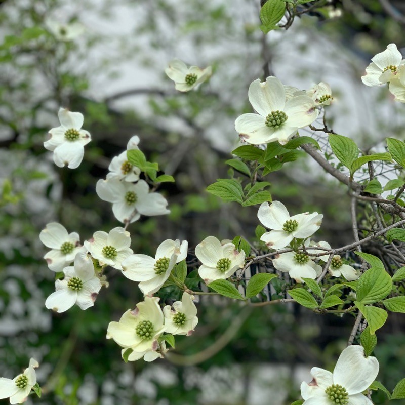 f:id:taguchifamily:20200409124518j:plain