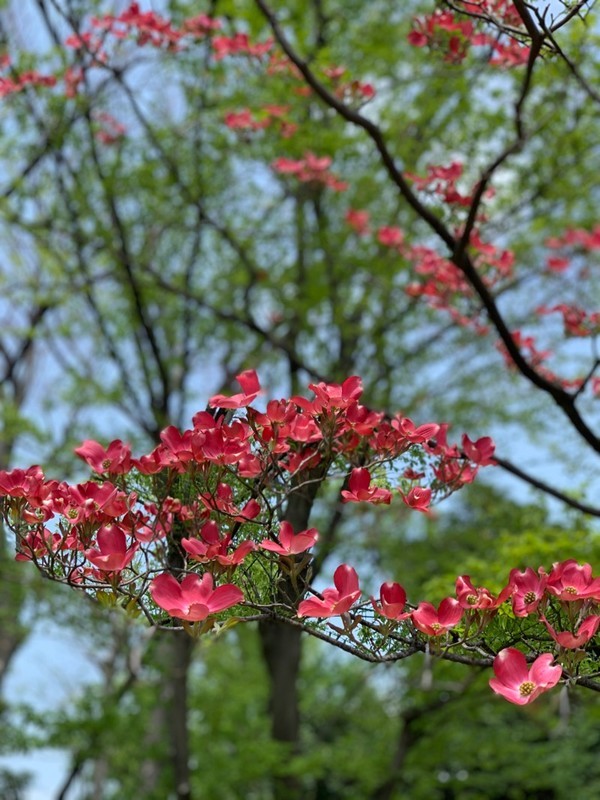 f:id:taguchifamily:20200416124846j:plain