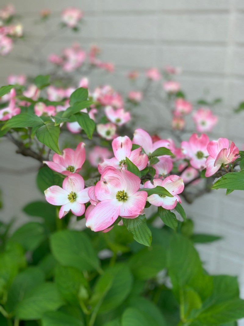 f:id:taguchifamily:20200423144236j:plain