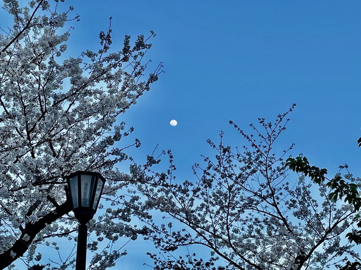 f:id:taguchifamily:20210326172952j:plain