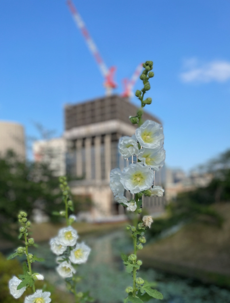 f:id:taguchifamily:20210531165742j:plain