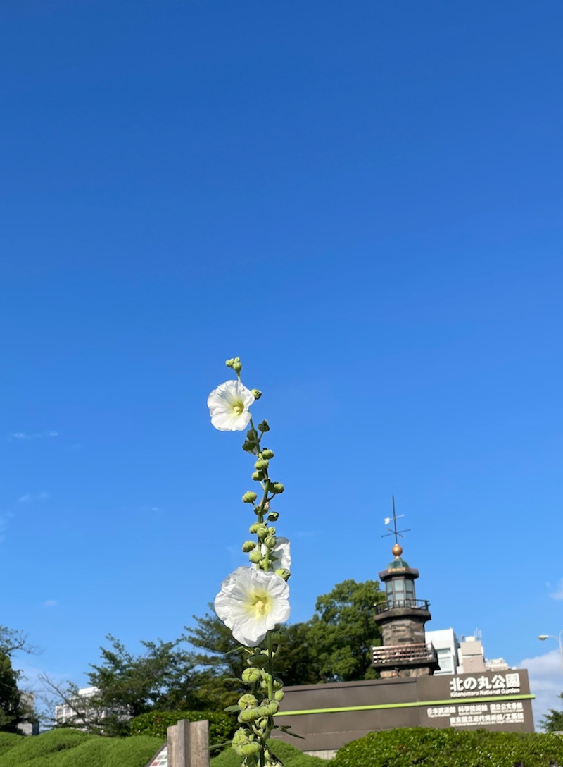 f:id:taguchifamily:20210618070408j:plain