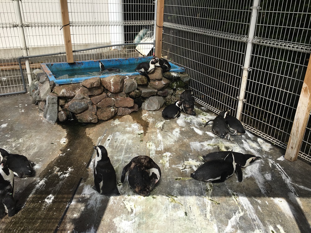 f:id:taguchikun:20170521084726j:plain