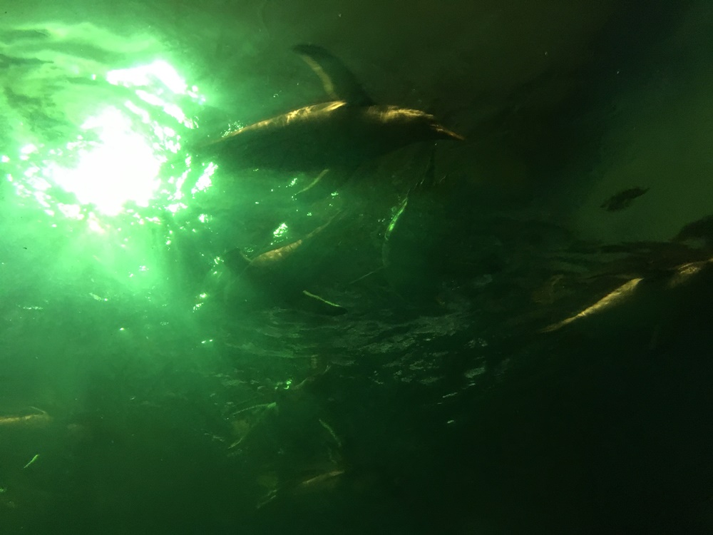 f:id:taguchikun:20170521085123j:plain