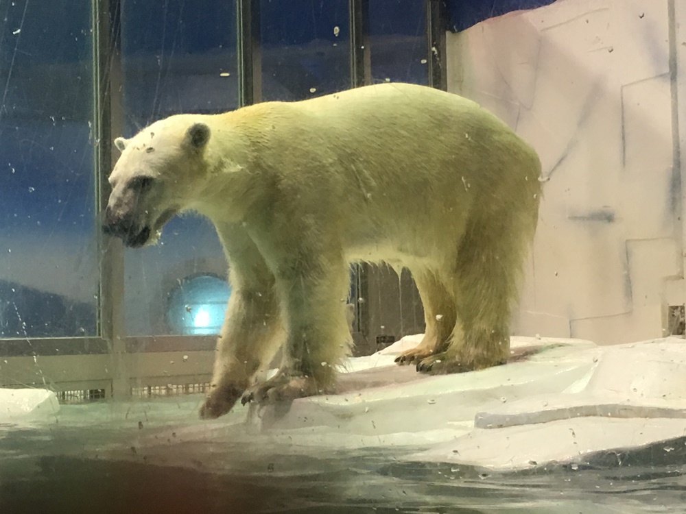 f:id:taguchikun:20170521090233j:plain