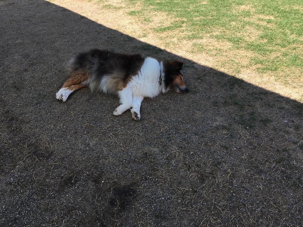 f:id:taguchikun:20170521093221j:plain