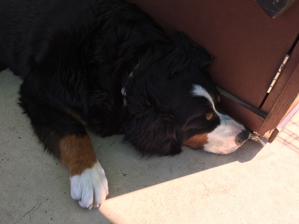 f:id:taguchikun:20170521093950j:plain