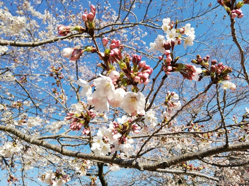 HUAWEI P20liteで桜を撮影した画像