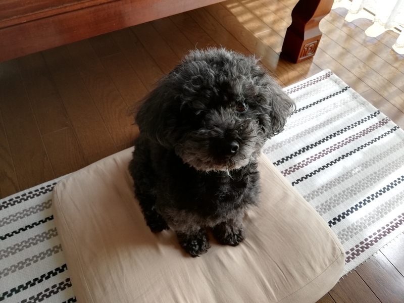 HUAWEI P20liteで犬を撮影した画像