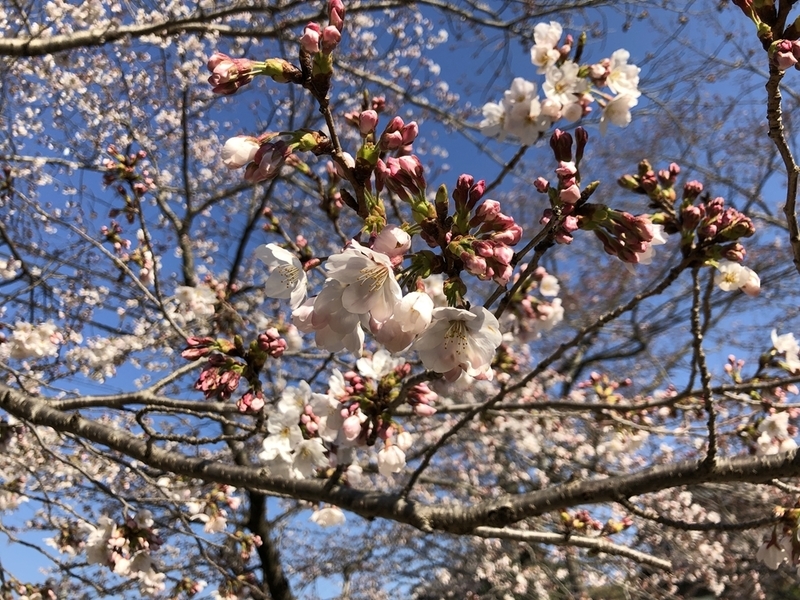 iPhoneXで桜を撮影した画像