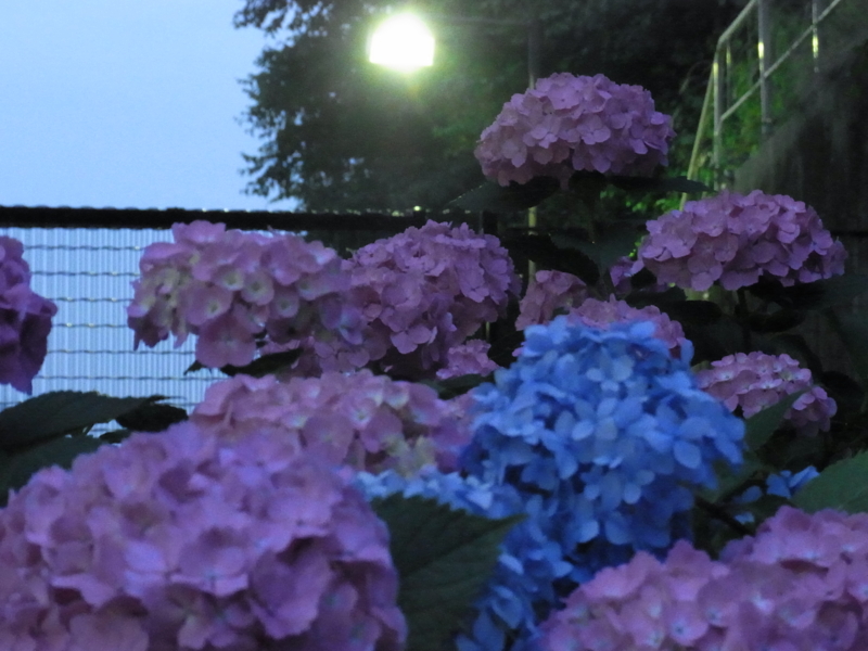 f:id:tai-hot:20110612215829j:image:w400