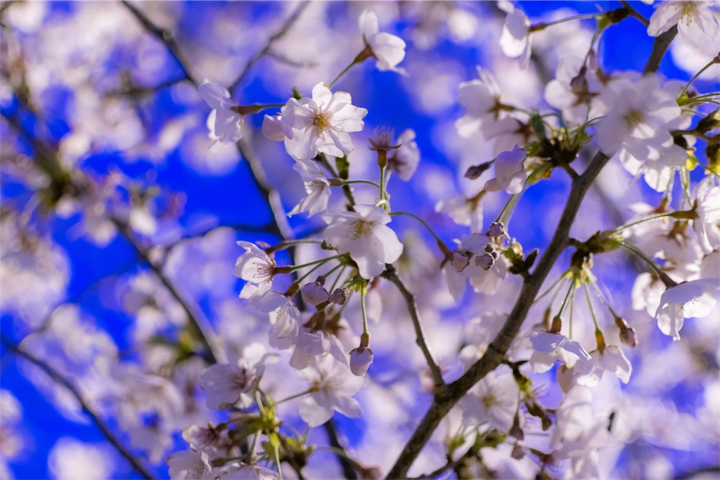 f:id:taichi0506:20190409150107j:image