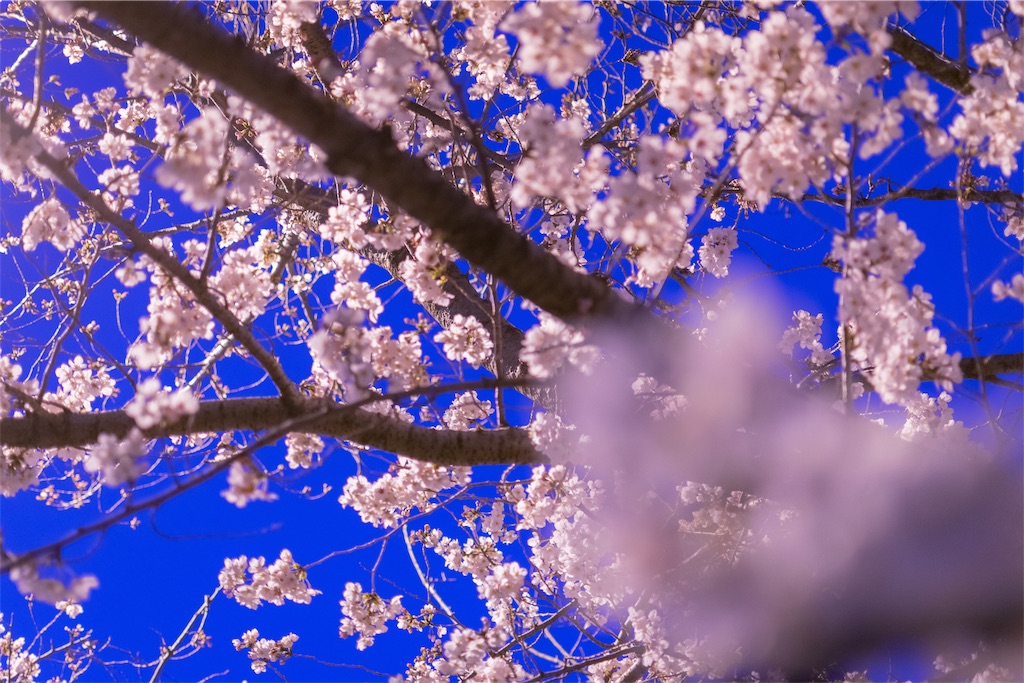 f:id:taichi0506:20190409150112j:image