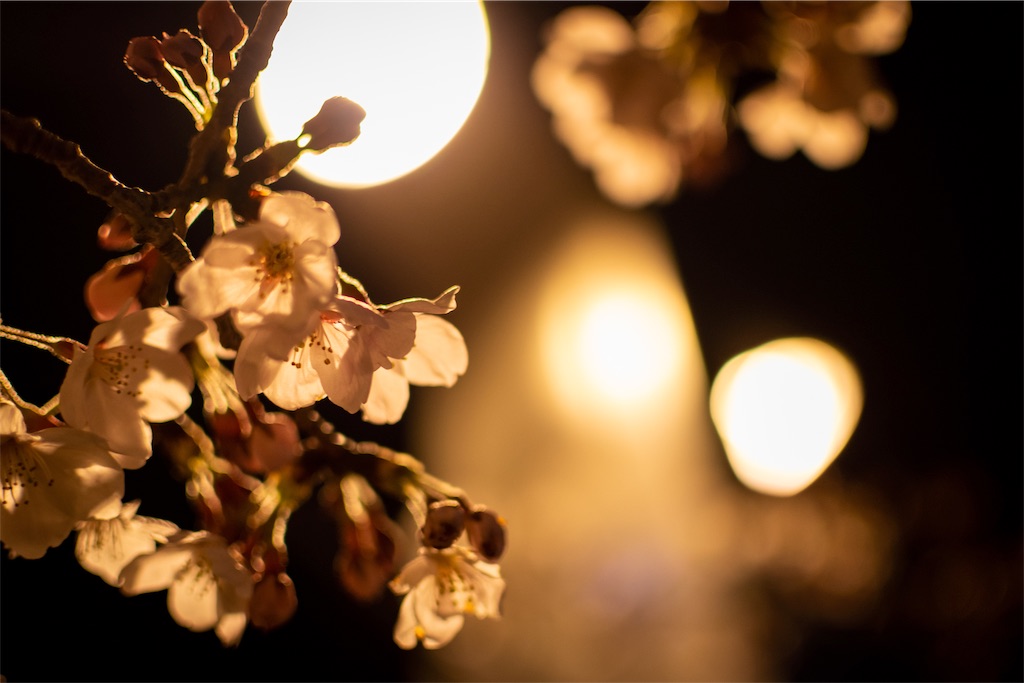 f:id:taichi0506:20190409150116j:image