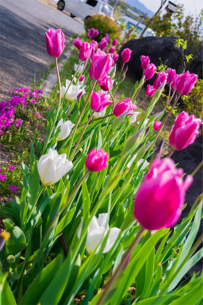 f:id:taichi0506:20190412233648j:image
