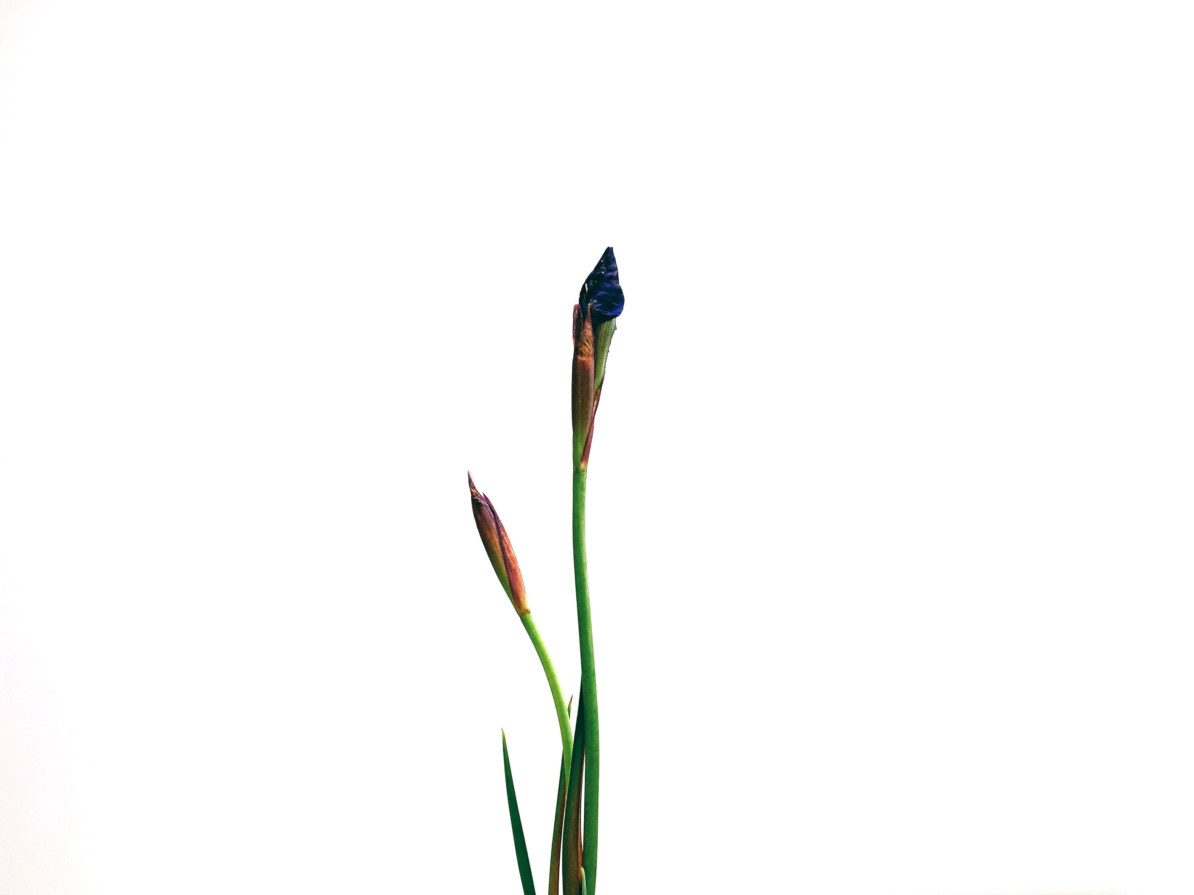f:id:taigok:20200506114630j:image