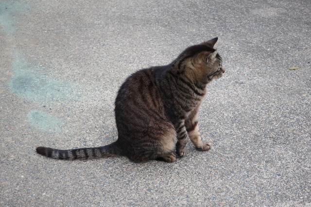 250412cat1.JPG
