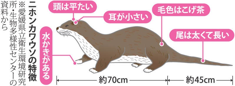 ニホンカワウソは本当に絶滅したのか その1 ニホンカワウソみつけ隊 ニホンカワウソは本当に絶滅したのか その1 ニホンカワウソみつけ隊