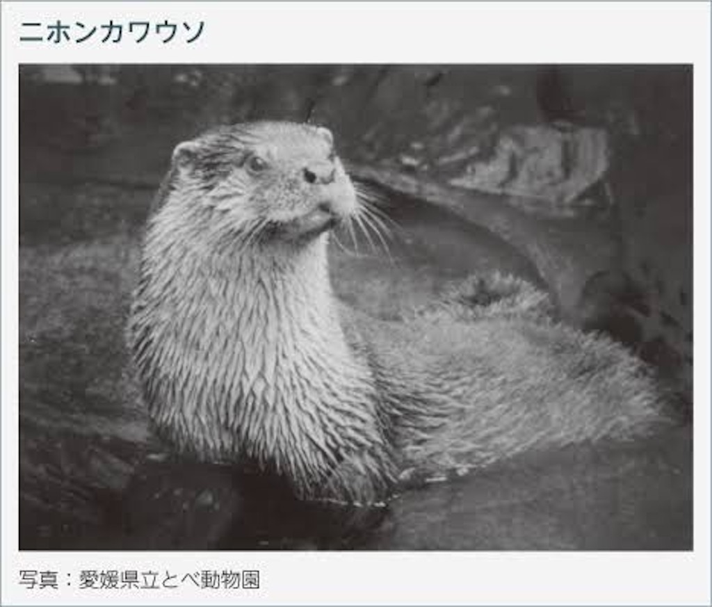 ニホンカワウソ捜索記録 ニホンカワウソ捜索記録
