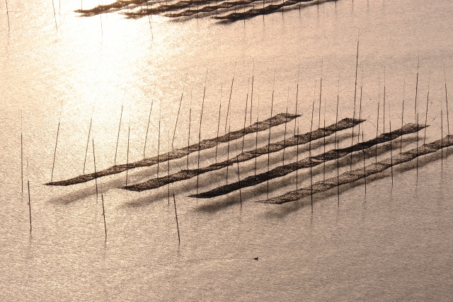 【理科】海苔って生き物なの?養殖のしくみと板海苔ができるまでをやさしく解説! - たいきのクエスチョン・ラーニング