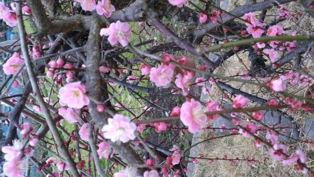 f:id:taiko8k:20190220193816j:image