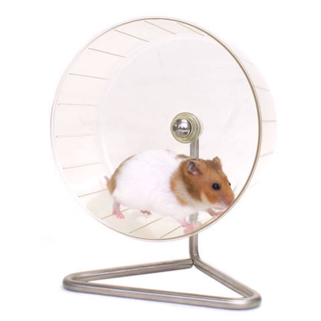 一人暮らしでも飼いやすいハムスター５選 7チャンネル