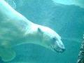 [北海道][動物]旭山動物園のホッキョクグマ(2)