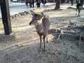 [動物][シカ]厳島神社近くの鹿(1)