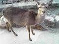 [動物][シカ]厳島神社近くの鹿(4)