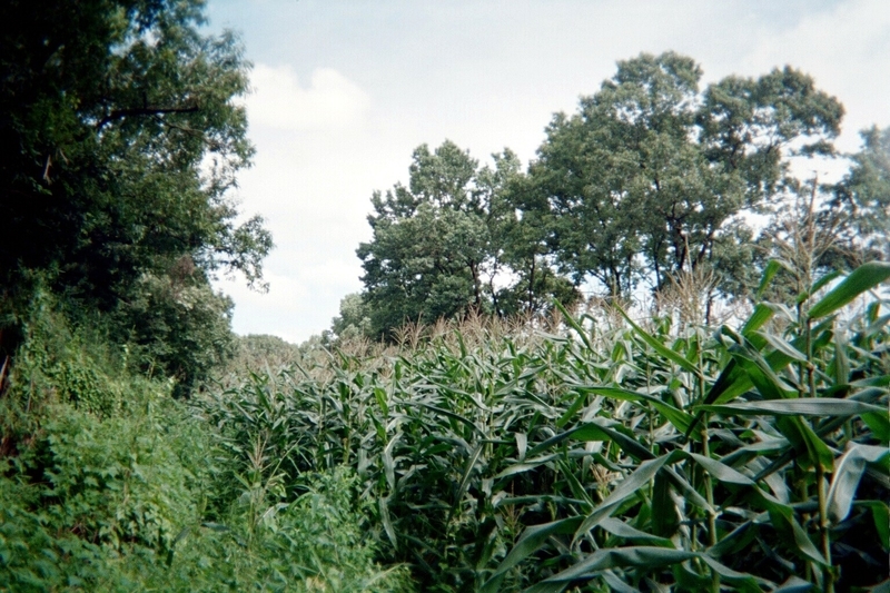 [風景][自然][田畑]