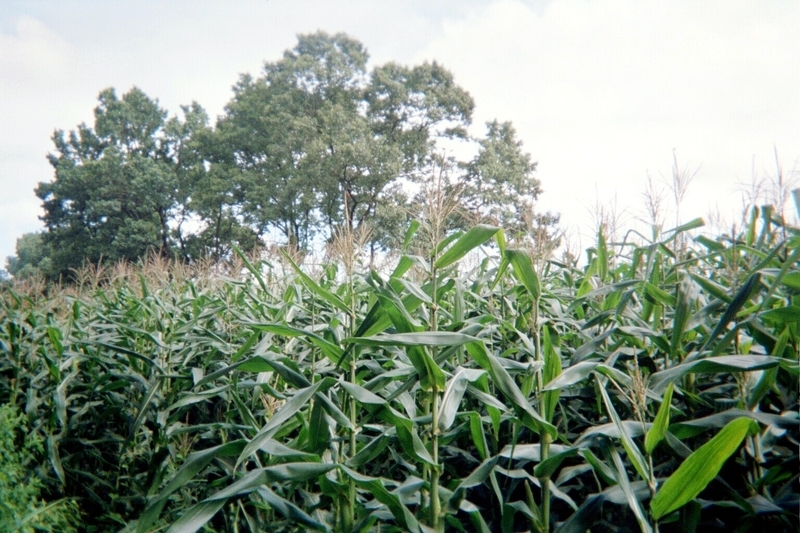 [風景][自然][田畑]