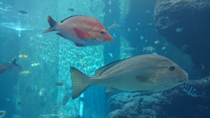 生物種:その正体、特徴と例