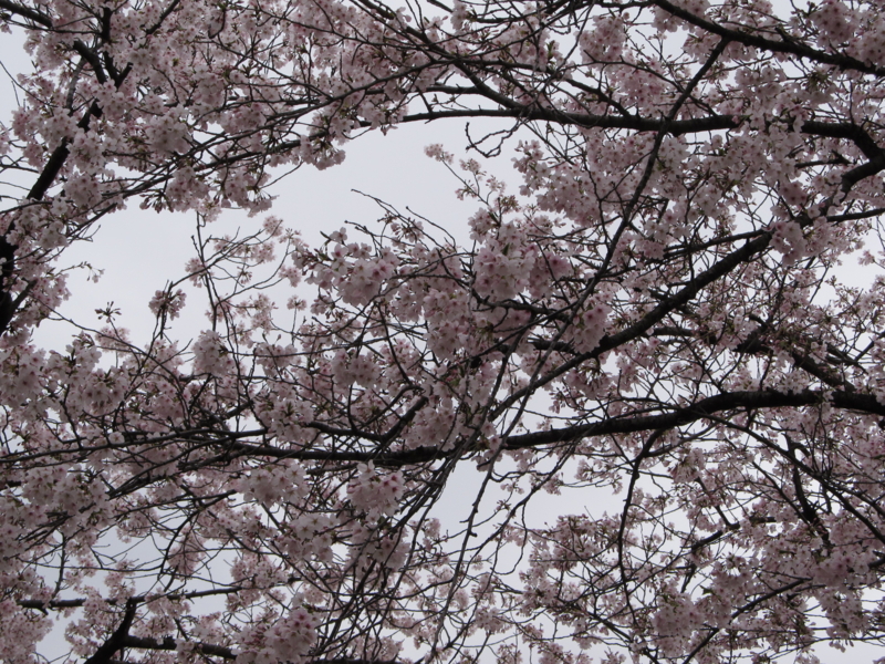 f:id:tails_of_devil:20110409131005j:image