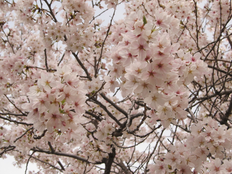 f:id:tails_of_devil:20130401135000j:image