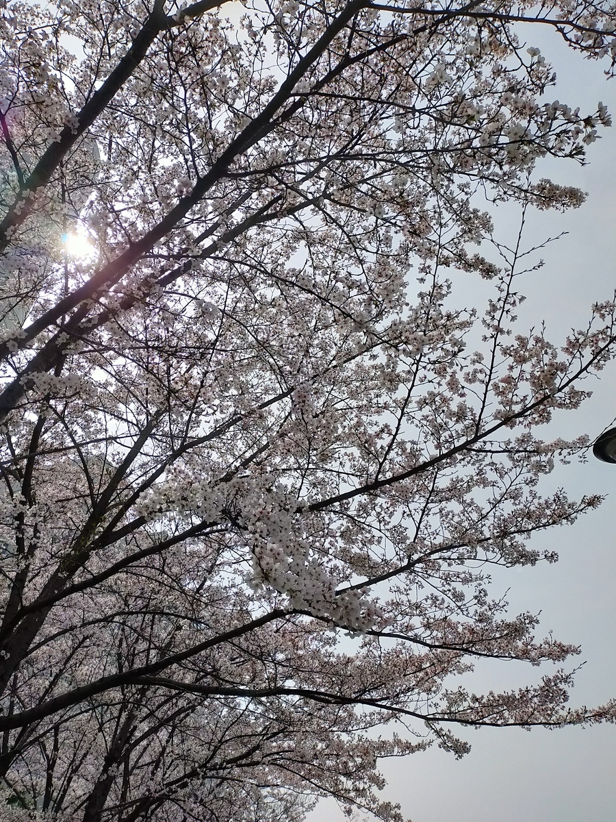 f:id:tails_of_devil:20210330132215j:plain