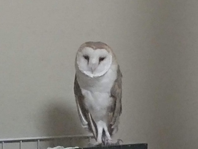 f:id:tailwalk:20200416124727j:plain