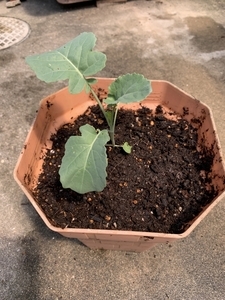 ブロッコリー　植え付け