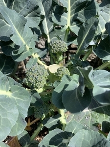 ブロッコリー　側花蕾