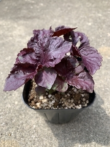 紫蘇 苗 緑と紫 大葉 赤紫蘇 苗 合わせて五株 紫蘇 苗 緑と紫 大葉 赤