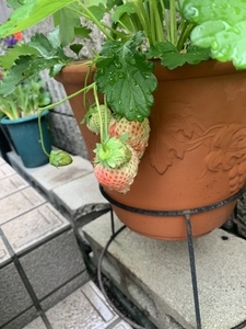 初心者にもおすすめ！　栽培が簡単な親株・子株　お得な100株パック！ 初心者にもおすすめ！ 栽培が簡単な親株・子株 お得な100株パック！