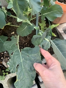 ブロッコリー　害虫被害