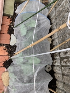 ブロッコリー　不織布　防虫対策