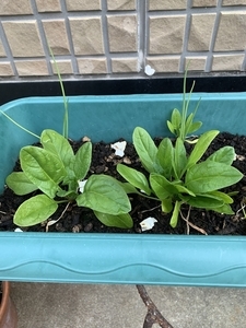 ほうれん草 ネギ 混植