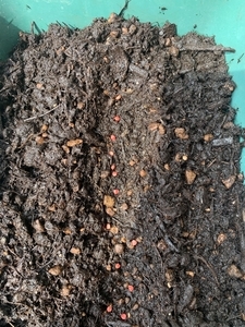 ほうれん草 種まき 条まき