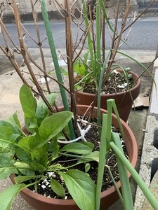 ほうれん草 収穫