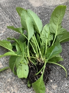 ほうれん草 収穫